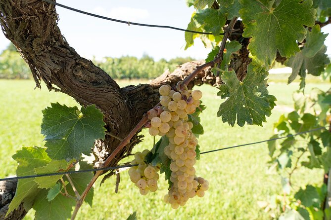 Vineyard Walk & Wine Tasting in Tuscany - Customer Feedback Highlights