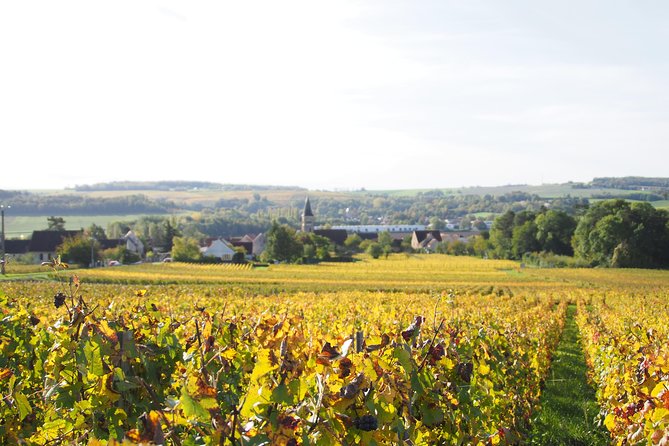 Vineyard Walking Tour & 2 Champagnes Tasting - Additional Services