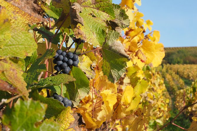 Vineyard Walking Tour & 5 Champagnes Tasting - Accessibility and Participation
