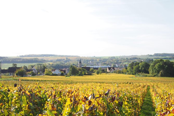 Vineyard Walking Tour & 5 Champagnes Tasting - Winemakers Expertise