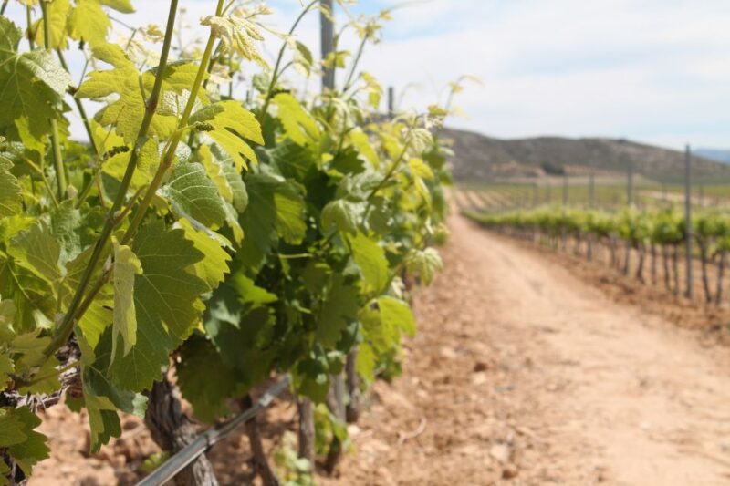 Vineyards of Alicante: Wine Tasting Tour - Duration and Group Size