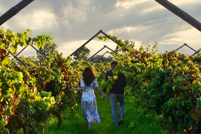 Vineyards, Wine Tasting and Pairing in San Miguel - Positive Guest Reviews