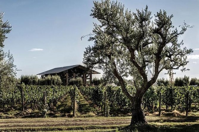 Vineyards With Wine Tasting in Mendoza - Guest Reviews and Feedback