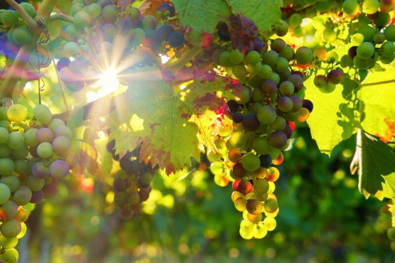 Vinho Verde Full-Day Premium Wine Tour - Itinerary Details