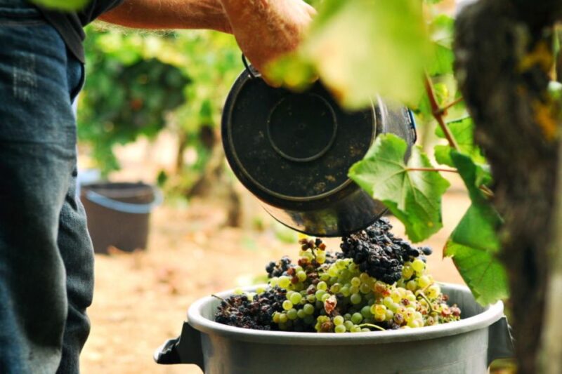 Vinho Verde Full-Day Premium Wine Tour - Important Information