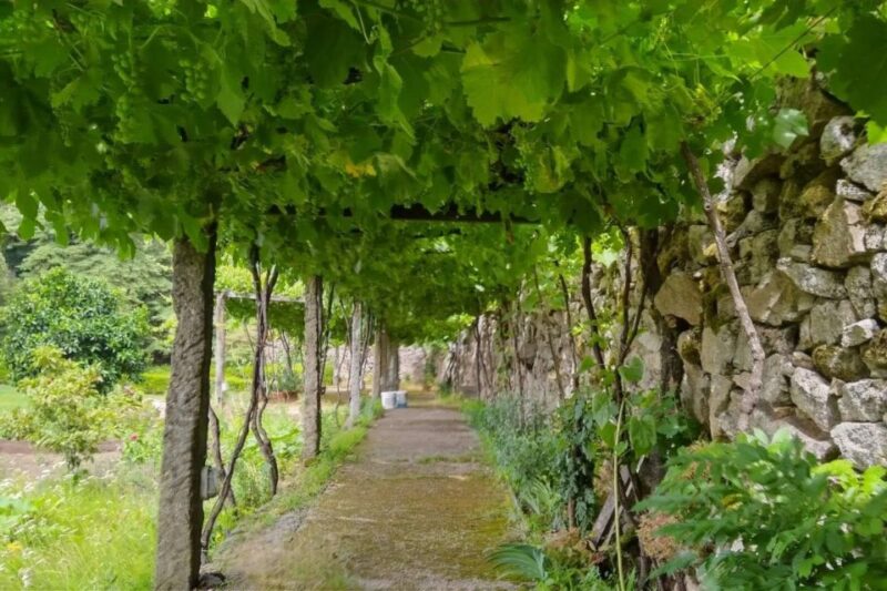 Vinho Verde Private Wine Tour - Traditional Cooking Processes