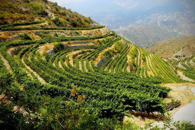 Vino Venture: Explore With a Local - Troodos Mountains Thru Wine! - Pickup and Tour Details