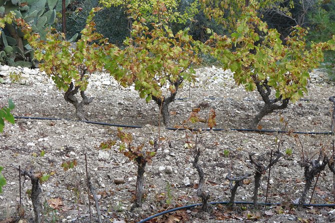 Vino Venture: Explore With a Local - Troodos Mountains Thru Wine! - Tour Schedule and Itinerary