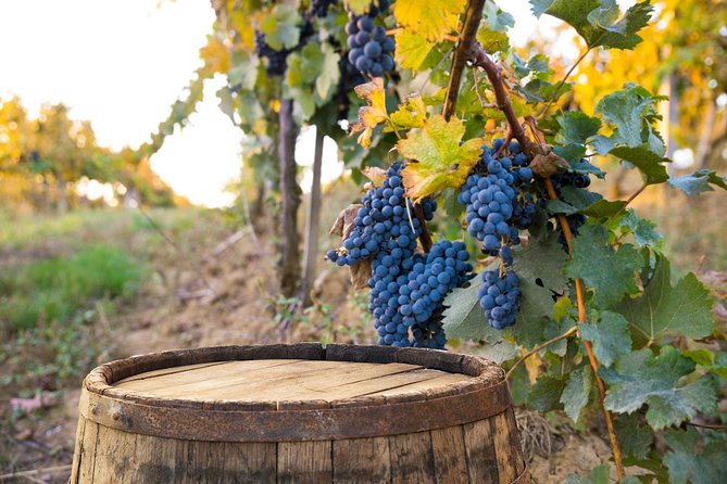 Vintage Fiat 500 Tour From Siena: Tuscan Hills and Winery Lunch - Tour Requirements and Policies
