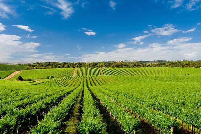 Vinyard Tour By Horse & Carriage With Delicious Tasting - Umbria - Cancellation Policy