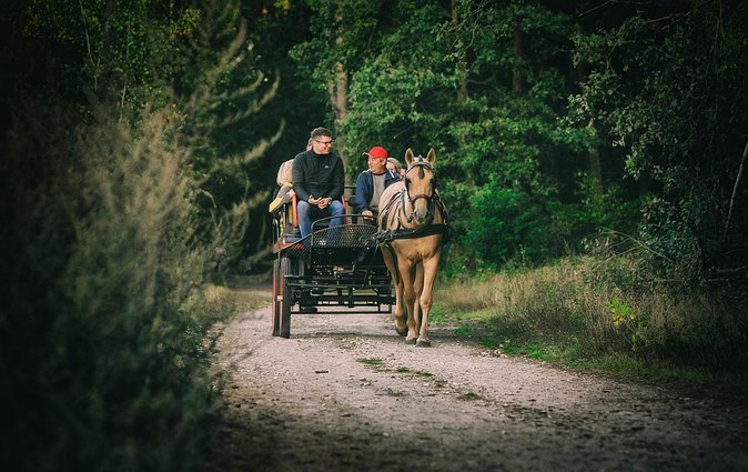 Vinyard Tour By Horse & Carriage With Delicious Tasting - Umbria - Review Highlights
