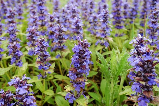 Violet Crown Wildflower Center Bike Tour - Key Points