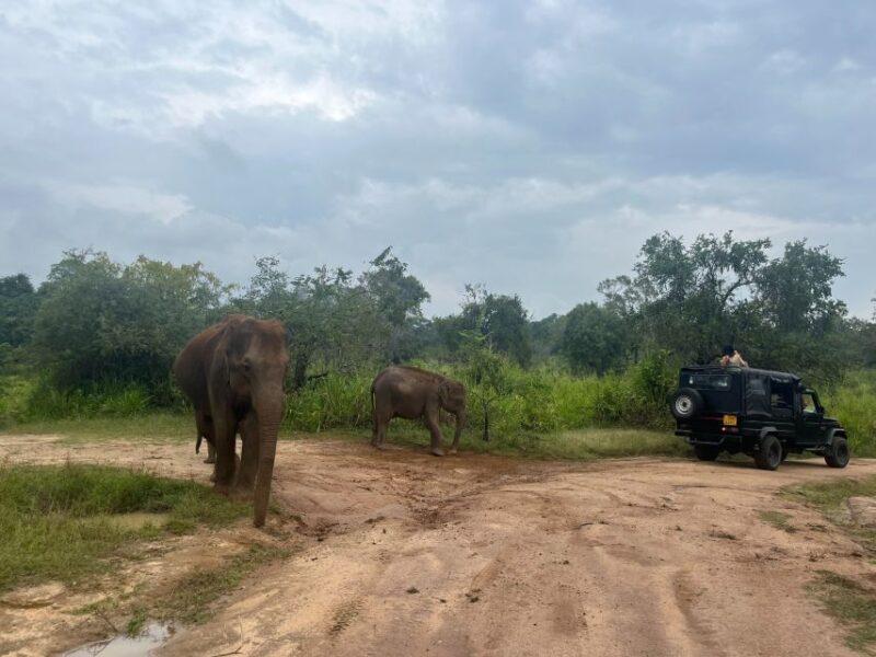 VIP All Inclusive Sigiriya Dambulla & National Park Tour - Additional Information