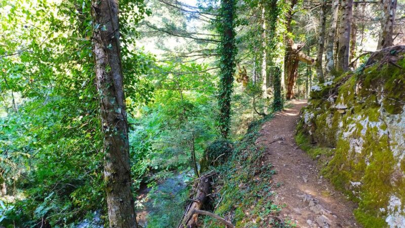 VIP Day Tour From Athens: Pavliani Forest Park TREK - Picnicking in Scenic Meadows