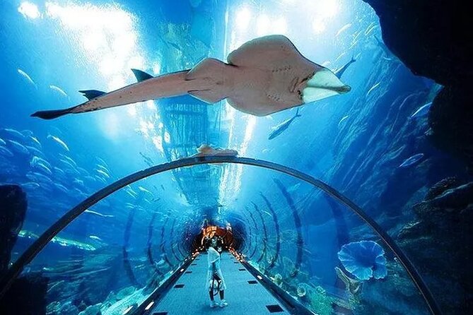 VIP Experience Dubai Aquarium & Underwater Zoo-As per Selection - Underwater Tunnel Exploration