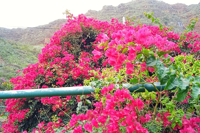 VIP Experience in Magica Gomera - Exquisite Gourmet Lunch