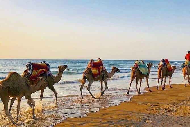 Vip Full Day Private Tangier Tour From Malaga All Inclusive - Traveler Feedback and Recommendations