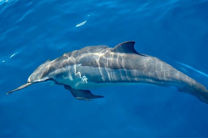 ViP Full Day Swimming With Dolphin Sea Trip With Lunch - Hurghada - Snorkeling Stops