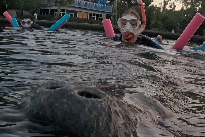 VIP Guided Swim with Manatee Tour Crystal River FL Free Photos - Comfort and Convenience