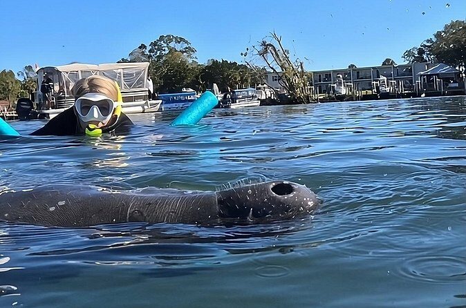 VIP Guided Swim with Manatee Tour Crystal River FL Free Photos - Pricing and Value