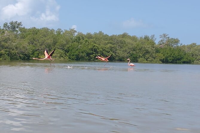 VIP Kayak Experience in the Mangroves of Holbox - Pickup and Confirmation