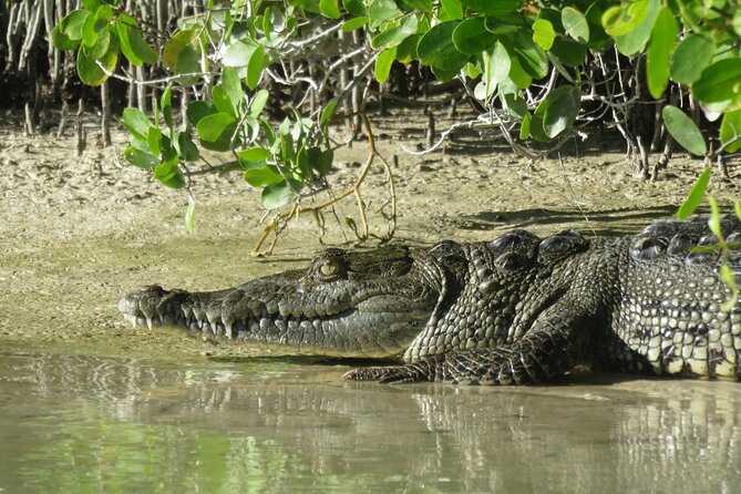 VIP Kayak Experience in the Mangroves of Holbox - Knowledgeable Guides