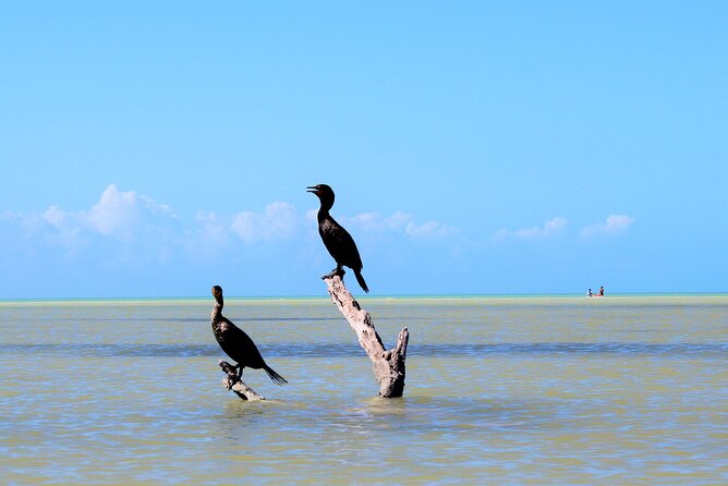 VIP Kayak Experience in the Mangroves of Holbox - Relaxed Pace and Scenery