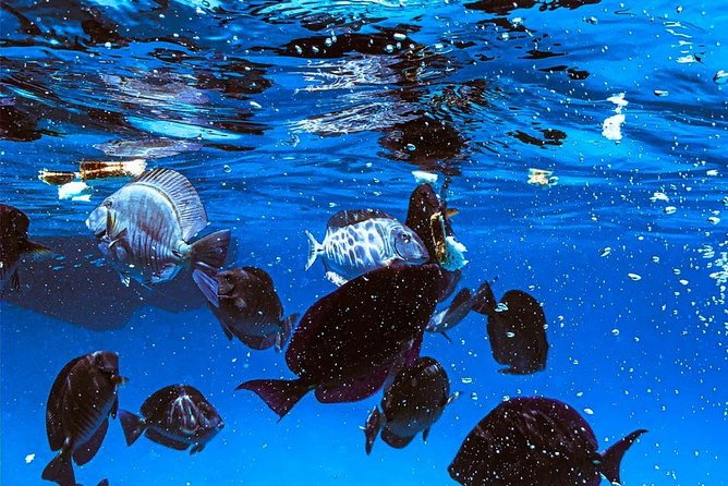 VIP Morning Delight Champagne Sailing and Snorkeling With Lunch - Snorkeling Sites