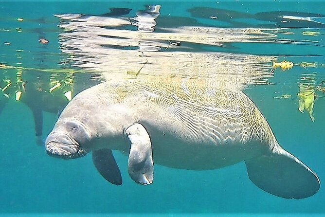 VIP Private Boat Manatee Snorkel Tour With In-Water Guide and Photograper - Meeting Point Location