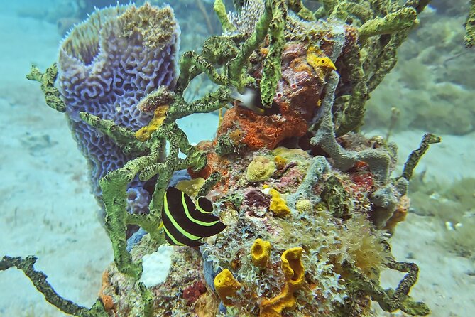 VIP Private Guided Scuba Diving/Snorkeling Excursion - Explore the Underwater Wonders