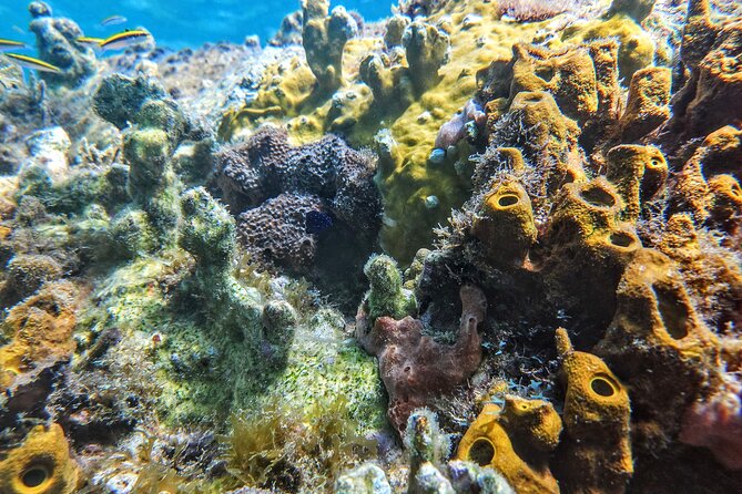 VIP Private Guided Scuba Diving/Snorkeling Excursion - Transportation and Meeting Points