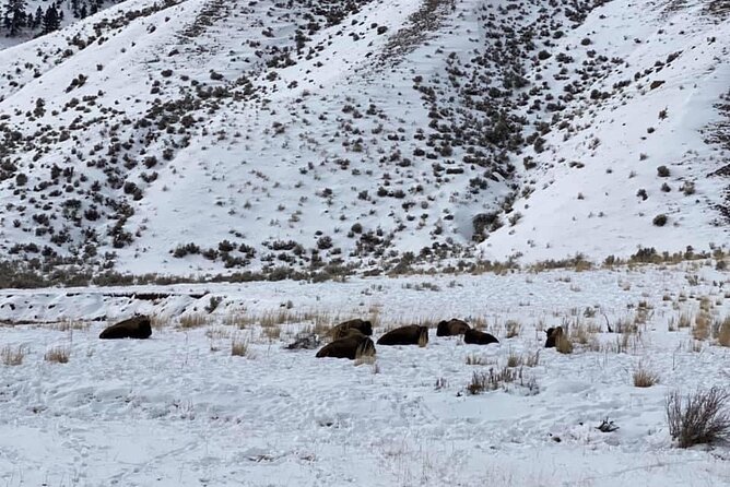 VIP Private North Yellowstone National Park Winter Excursion - Personalized Tour With Knowledgeable Guides