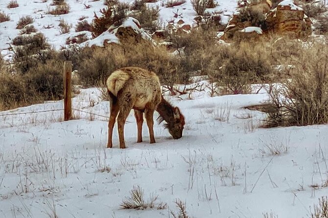 VIP Private North Yellowstone National Park Winter Excursion - Flexible Pickup and Departure Arrangements