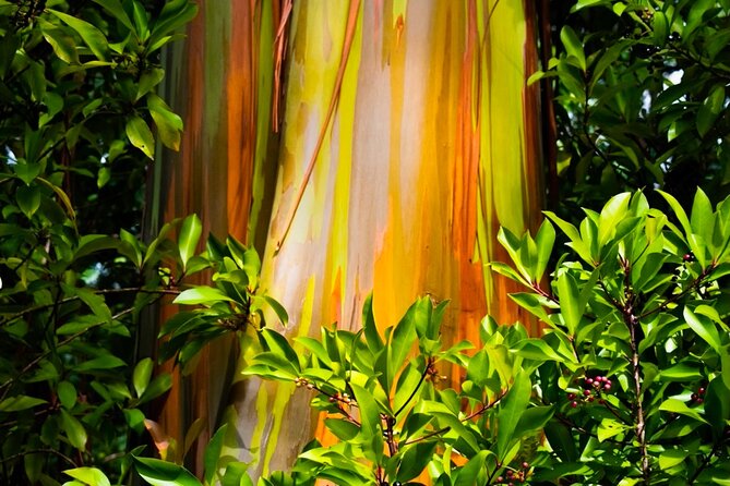 VIP Private Road to Hana and Haleakala Sunset Tour - Tour Reviews