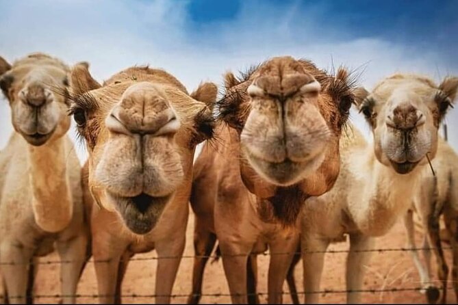 Vip Private Tangier Day Trip - Transportation