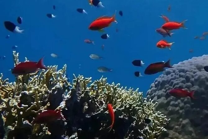 VIP Ras Mohamed and White Island Boat Trip - Pricing and Lowest Price Guarantee