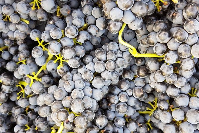 VIP Ronda Wine Tour and Tasting and Gourmet Lunch Experience With Winemaker - Scenic Vineyard Visit and Education