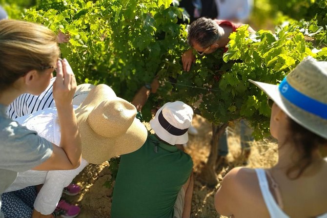 VIP Ronda Wine Tour and Tasting and Gourmet Lunch Experience With Winemaker - Winemaker Interaction and Tasting