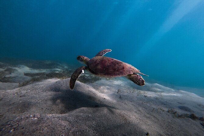 VIP San Juan: Snorkeling Tour with Turtles with Free Videos - FAQ