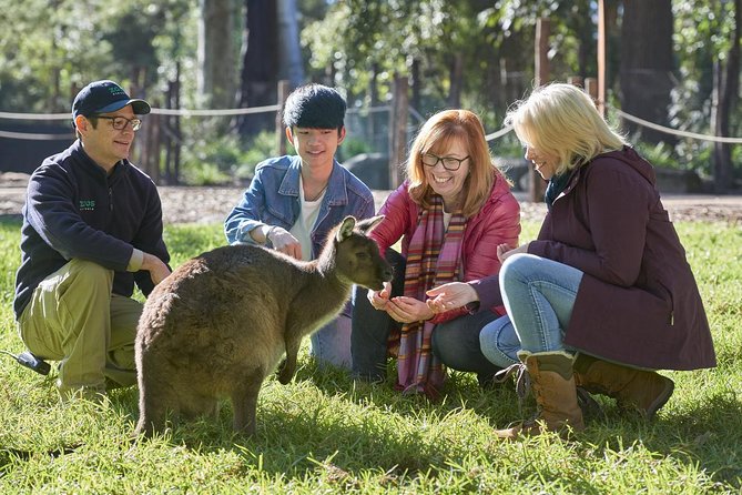 VIP Sanctuary Tour at Healesville Sanctuary - Excl. Entry - Accessibility and Fitness