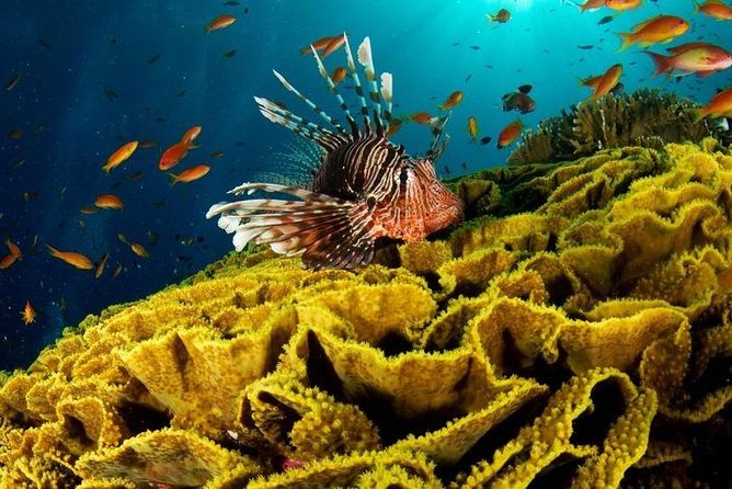 VIP Sea Trip With Water Sport & Lunch, Transfer - Hurghada - Transportation Details