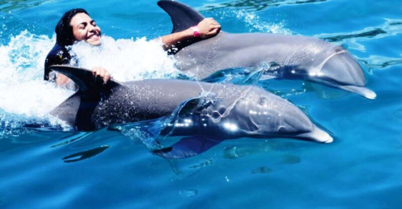 VIP Swim With Dolphins at Ocean World Puerto Plata - Overview and Pricing