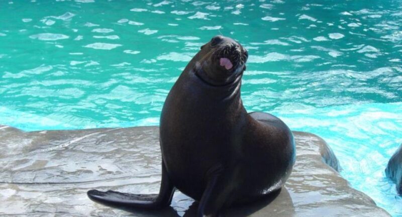 VIP Swim With Dolphins at Ocean World Puerto Plata - Cancellation Policy