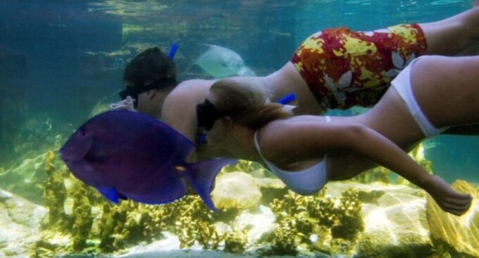 VIP Swim With Dolphins at Ocean World Puerto Plata - Reserve Now & Pay Later