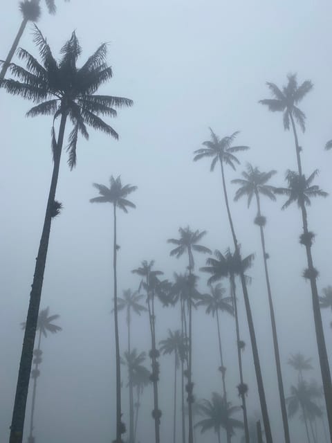 VIP TOUR COCORA - SALENTO - FILANDIA (QUINDIO) - Important Information and Restrictions