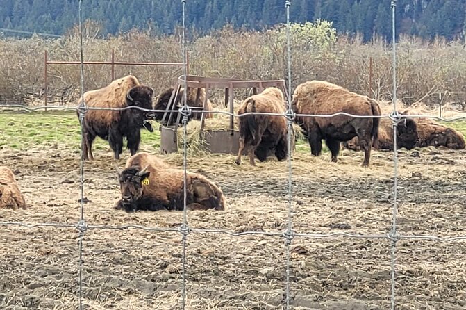 VIP Tour From Anchorage to Alaska Wildlife Conservation Center - Inclusions
