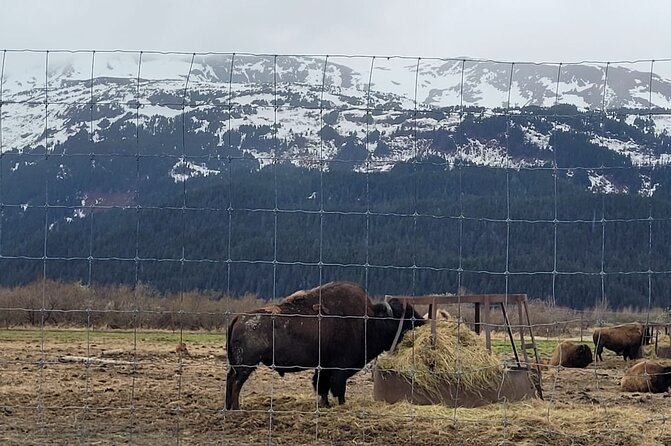 VIP Tour From Anchorage to Alaska Wildlife Conservation Center - Meeting and Pickup