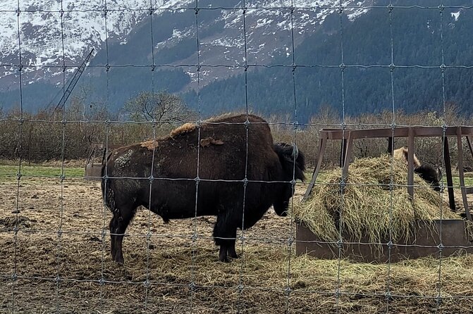 VIP Tour From Anchorage to Alaska Wildlife Conservation Center - Experience Highlights