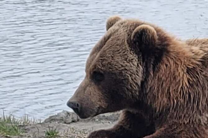 VIP Tour From Anchorage to Alaska Wildlife Conservation Center - Visitor Reviews