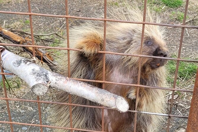 VIP Tour From Anchorage to Alaska Wildlife Conservation Center - Tour Guide Highlights
